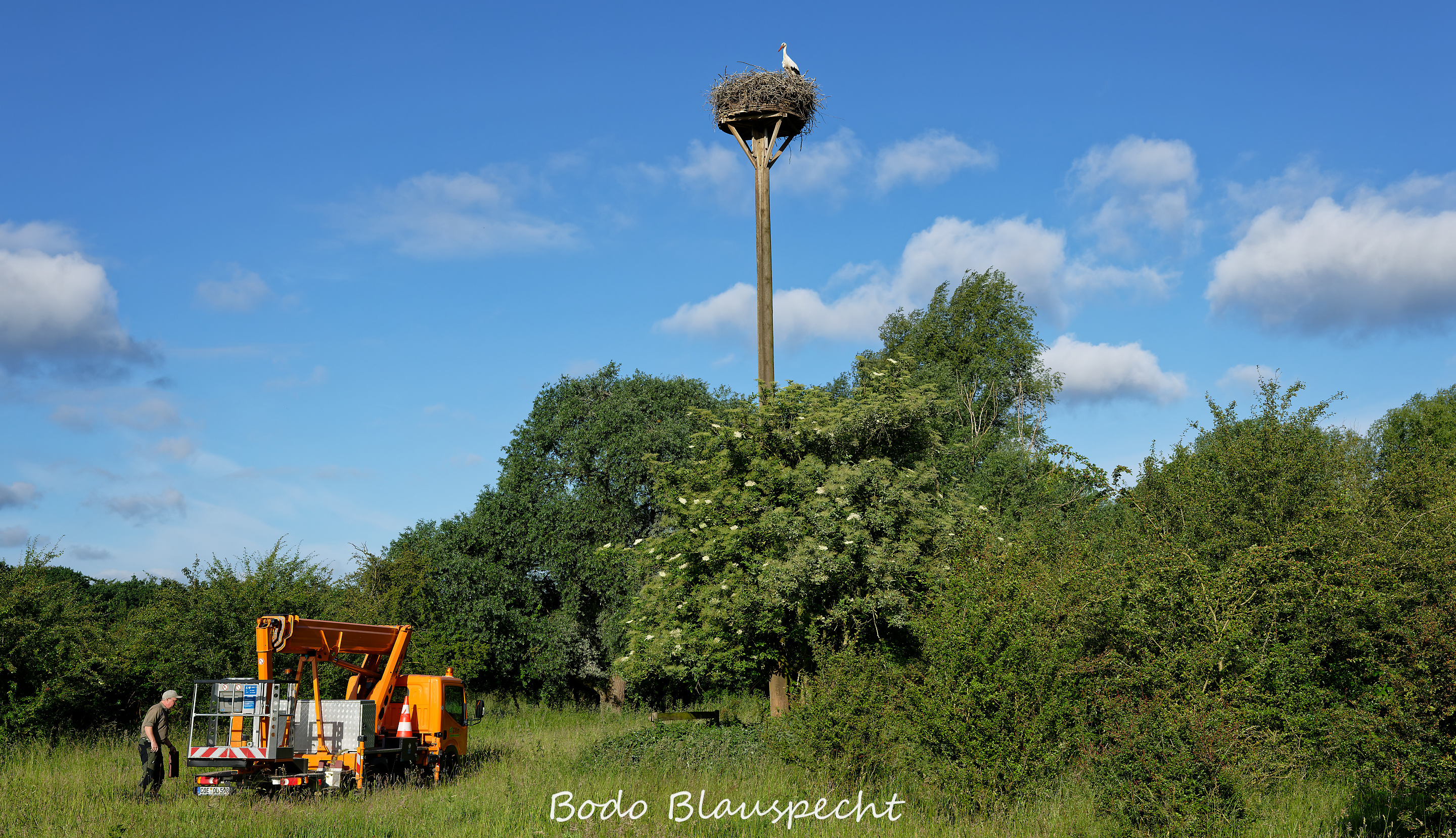 Jungstörche beringen Steveraue Olfen 2026.06.10 07.57 06 WEB